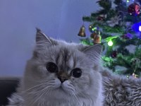 15 aylık erkek British longhair