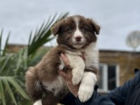 Border Collie Bebekler Zeka ve Güzellik Bir Arada