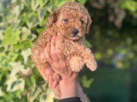 Maltipoo yavrular