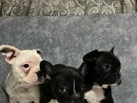 FRANSIZ BULLDOG BEBEKLER