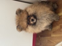 Uygun turuncu Pomeranian ayı surat
