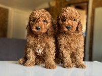 Çiftlikten Poodle Yavrularımız Dişi Ve Erkek