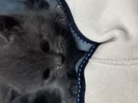 Rezerve ye açık yavrular british shorthair