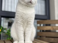 Scottish fold beyaz 1 yaşında