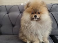 Pomeranian yavru
