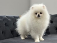 6 AYLIK ERKEK POMERANİAN BOO KÖPEĞİ