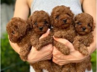 Toy Poodle Yavrularımız