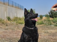 Siyah kurtların en iyisi Solid black