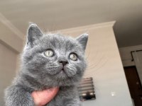 British shorthair 2 erkek ve 1 dişi yavru a kalite