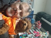 Sahibinden toy poodle