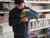 4 Aylık El Besleme Bebek Macaw İsteyenler Kaçırmayın
