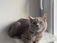 British shorthair kedisi