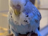 Show Jumbo Erkek Muhabbet Kuşu Bebek Yavru