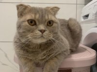 Scottish Fold Erkek Kedimiz
