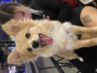 Pomeranian spitz sahiplendirme