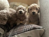 Toy poodle