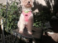 Toy poodle orjinal beyaz