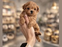 Maltipoo yavrular