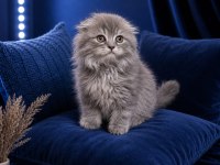Scottish Fold Whıskas