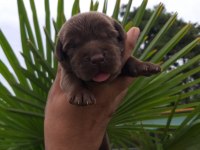Labrador Cenneti