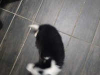 Safkan border collie