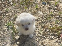 Dost canlısı küçük ırk dişi ve erkek süs köpeği