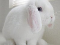 Lop Tavşanlarımız Gün İçi Gönderim Mevcut