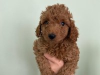Red Brown Toy Poodle Yavrular