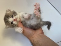British Shorthair Bicolor