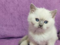 Scottish fold ve British Yavruları