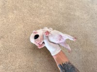 Pomeranian ciddi olanlar iletişime geçsin wp