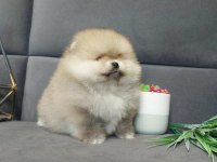Teddy bear boo yavrular taksitle heryere gönderilir 