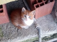 3 SARMAN YAVRU KEDİYE ACİL YUVA