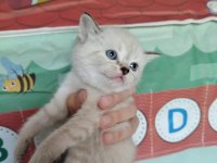 British blue point kızımın yavrularıdır