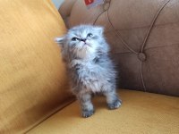 BRİTİSH LONGHAİR BEBİŞLER