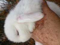 Mini lop tavşan yavruları