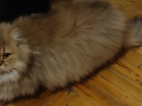 British longhair kedisi
