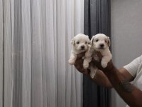 Oyuncu maltipoo minikler