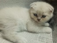 Yavru yeni mama yemeye başladı kedilerim