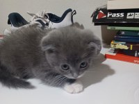 Kırık kulak gri beyaz cins kedimiz