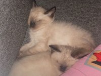 İkiz kedi dişi ve erkek