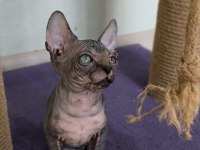 Sphynx home nirvana