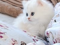 British Longhair Kedisi