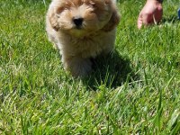 Maltipoo Yavruları Sizleri Bekliyor