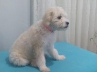 maltese terrier 6 aylık