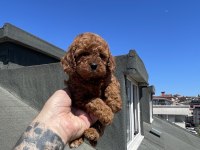 RED BROWN TOY POODLE YAVRULAR