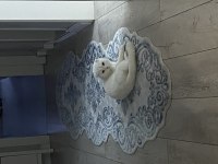 Scottish fold kızımızı sahiplendirmek zorundayız