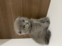 Mükemmel Scottish fold