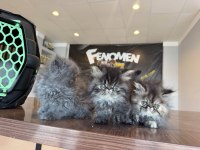 En güzel british shorthair yavrular renk renk ankara