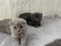 2 aylık yavru scottish fold kedim